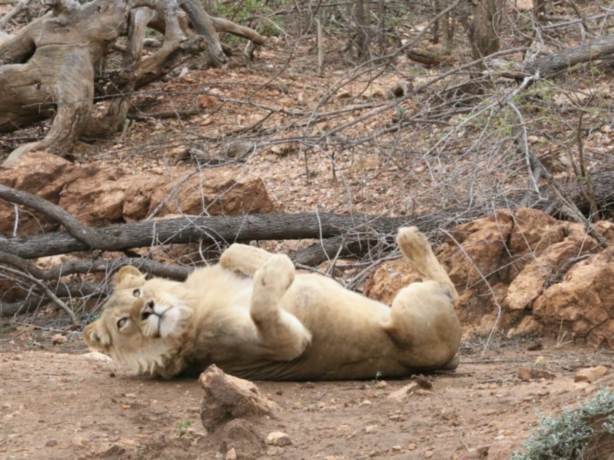 Eswatini Kruger 0