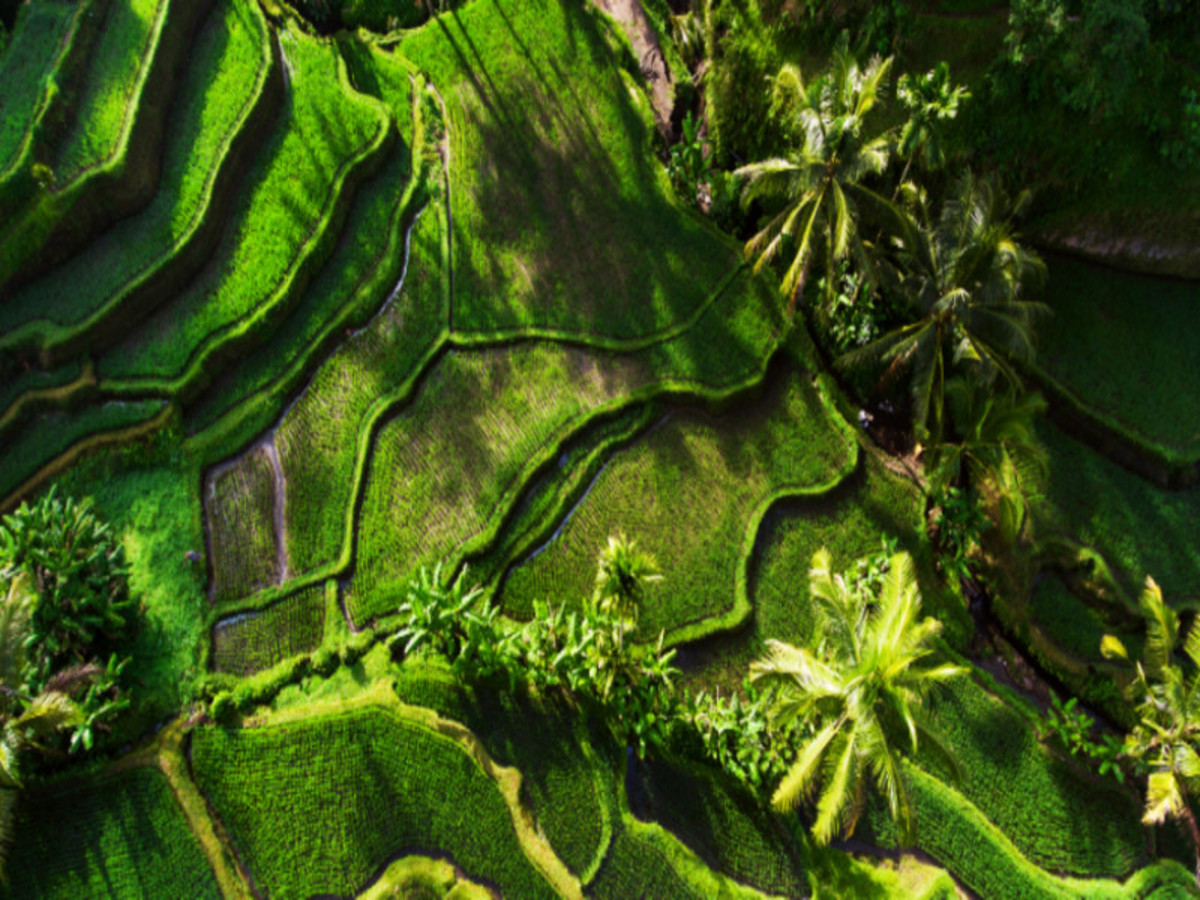 Ubud 0