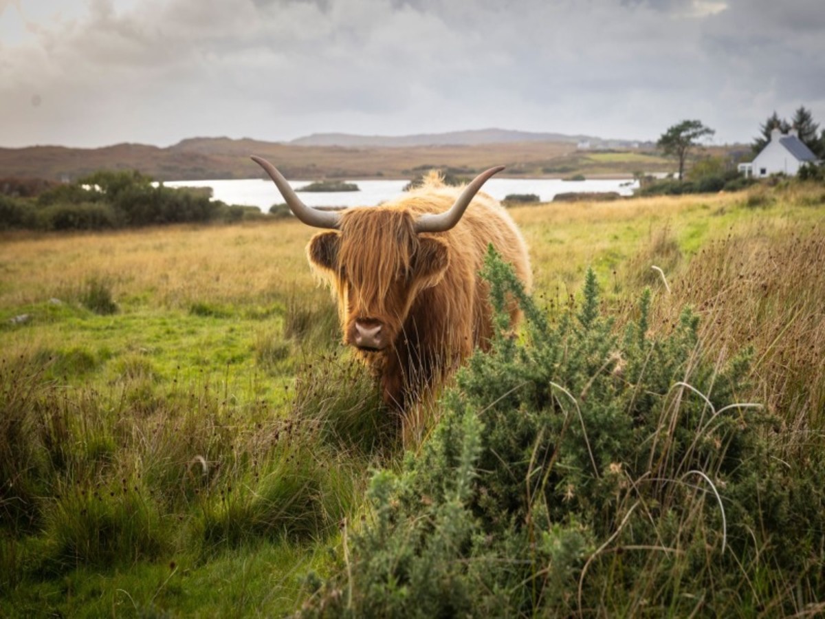 Parc Des Cairngorms – Highlands – Aberdeen 0