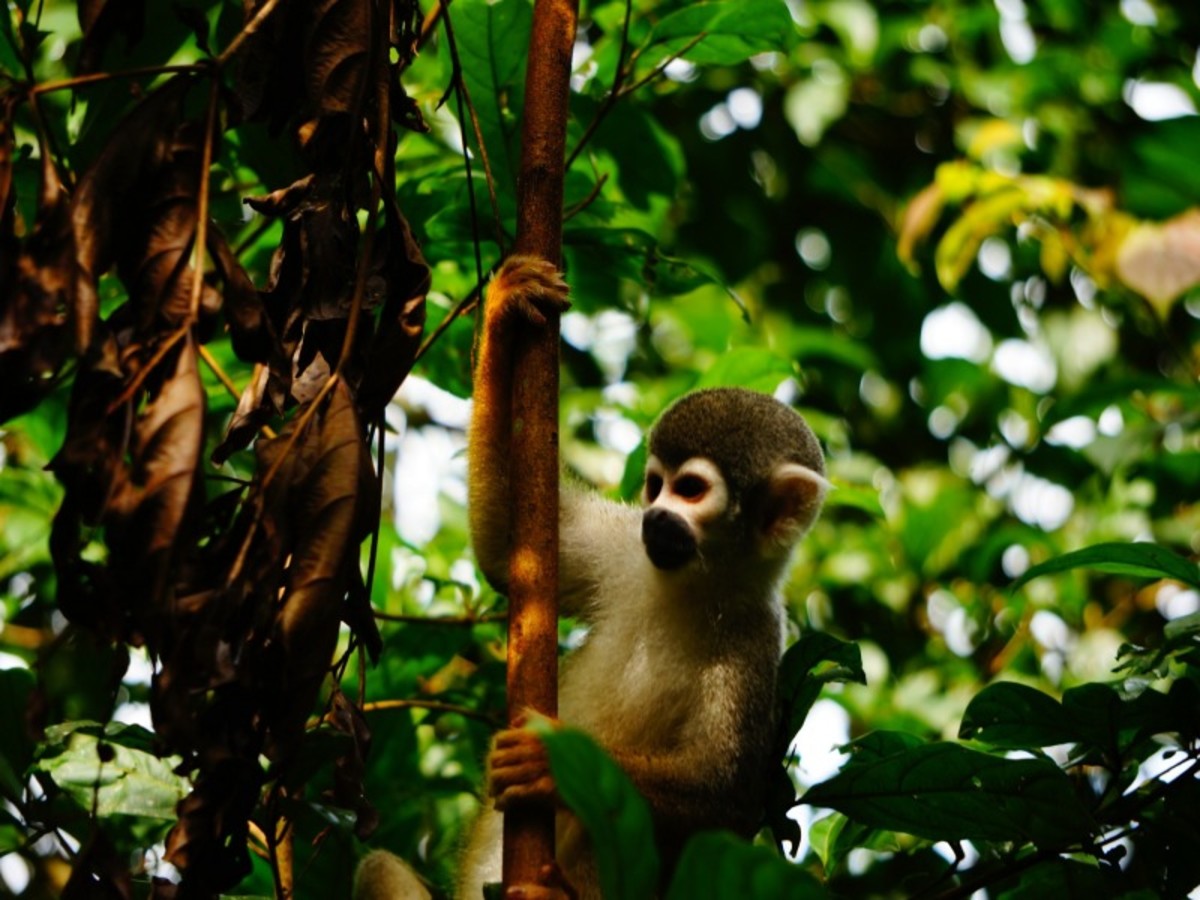 Amazonie – Altitude Max : 600 M 0