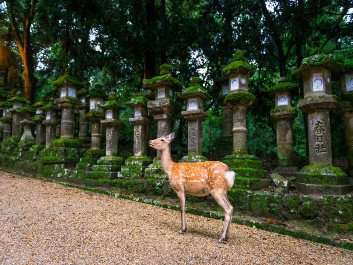 Kyoto – Nara – Kyoto 0