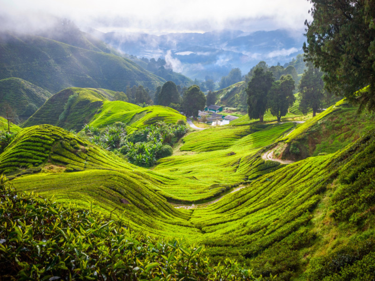 Taman Negara Cameron Highland (Env. 200 Km) 0