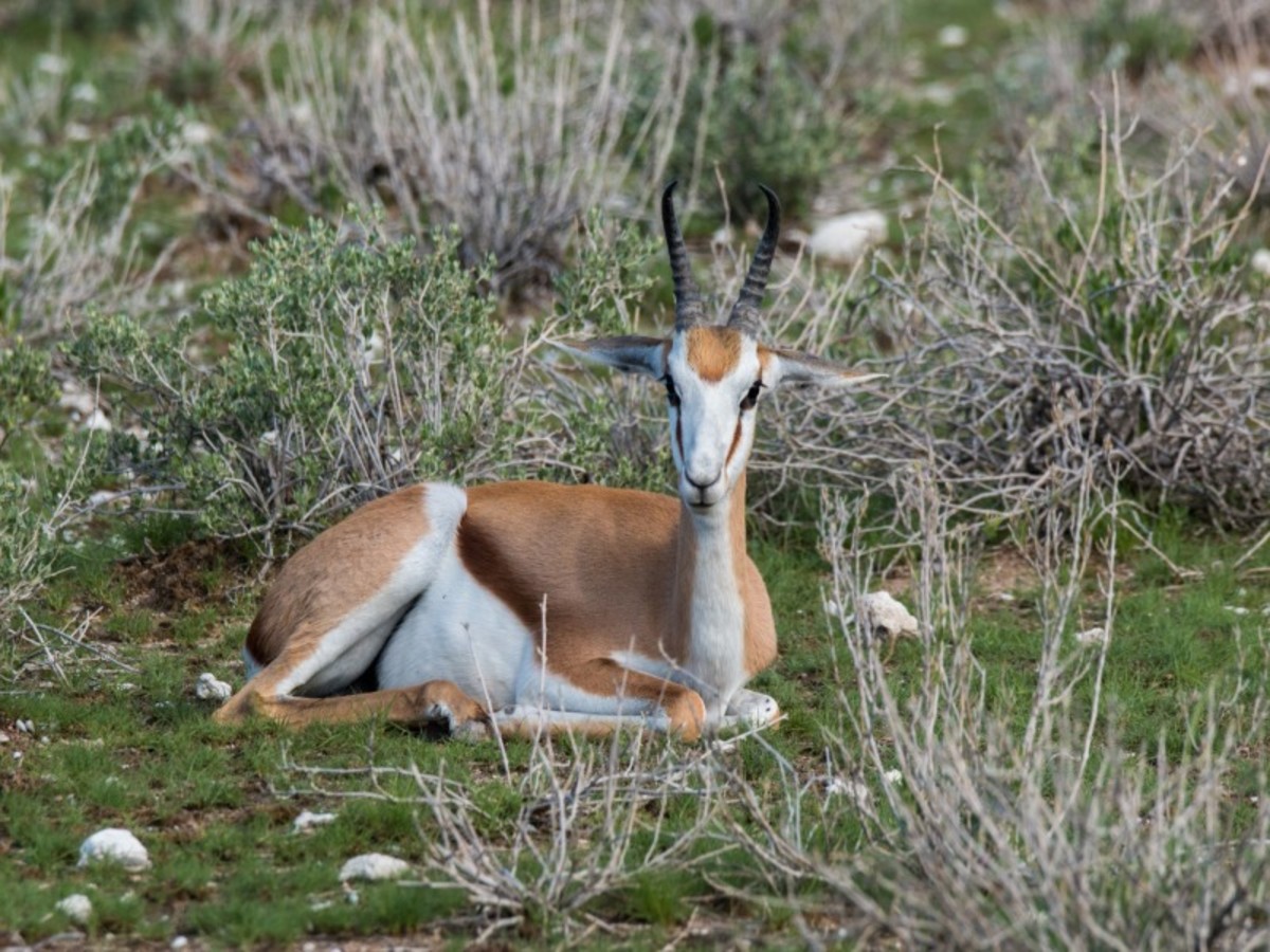 Parc National D’etosha > Rundu (530 Km) 0
