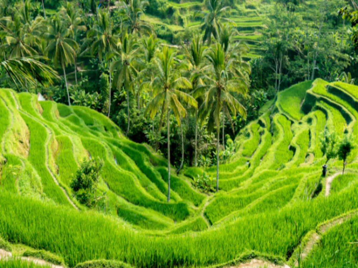 Ubud 0