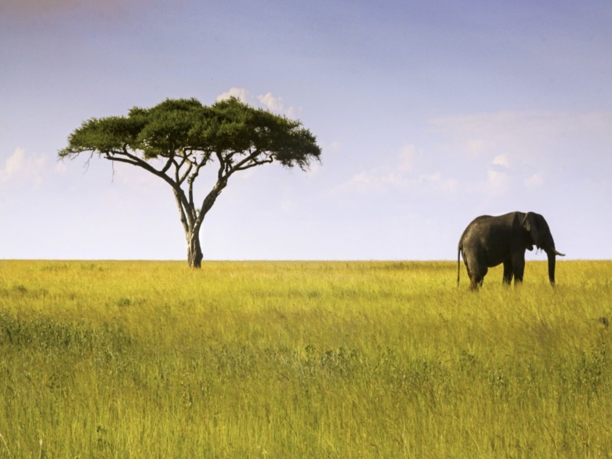 Kilimandjaro > Arusha 0