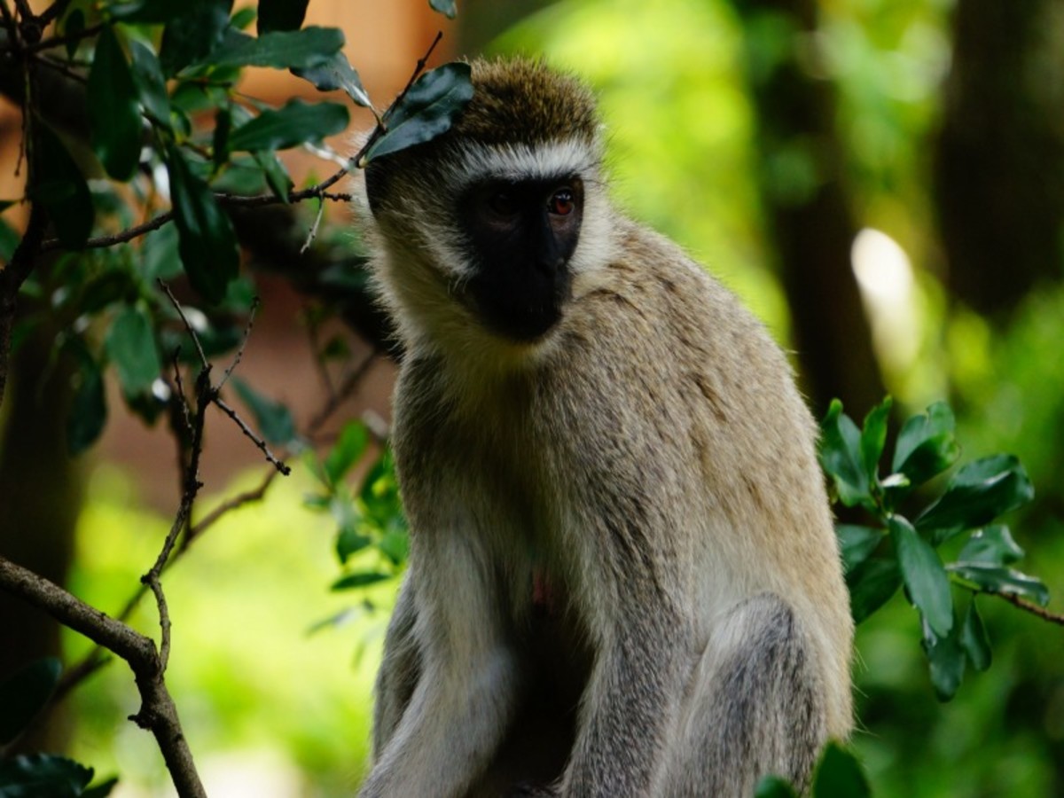 Nairobi > Masai Mara (250 Km) 0