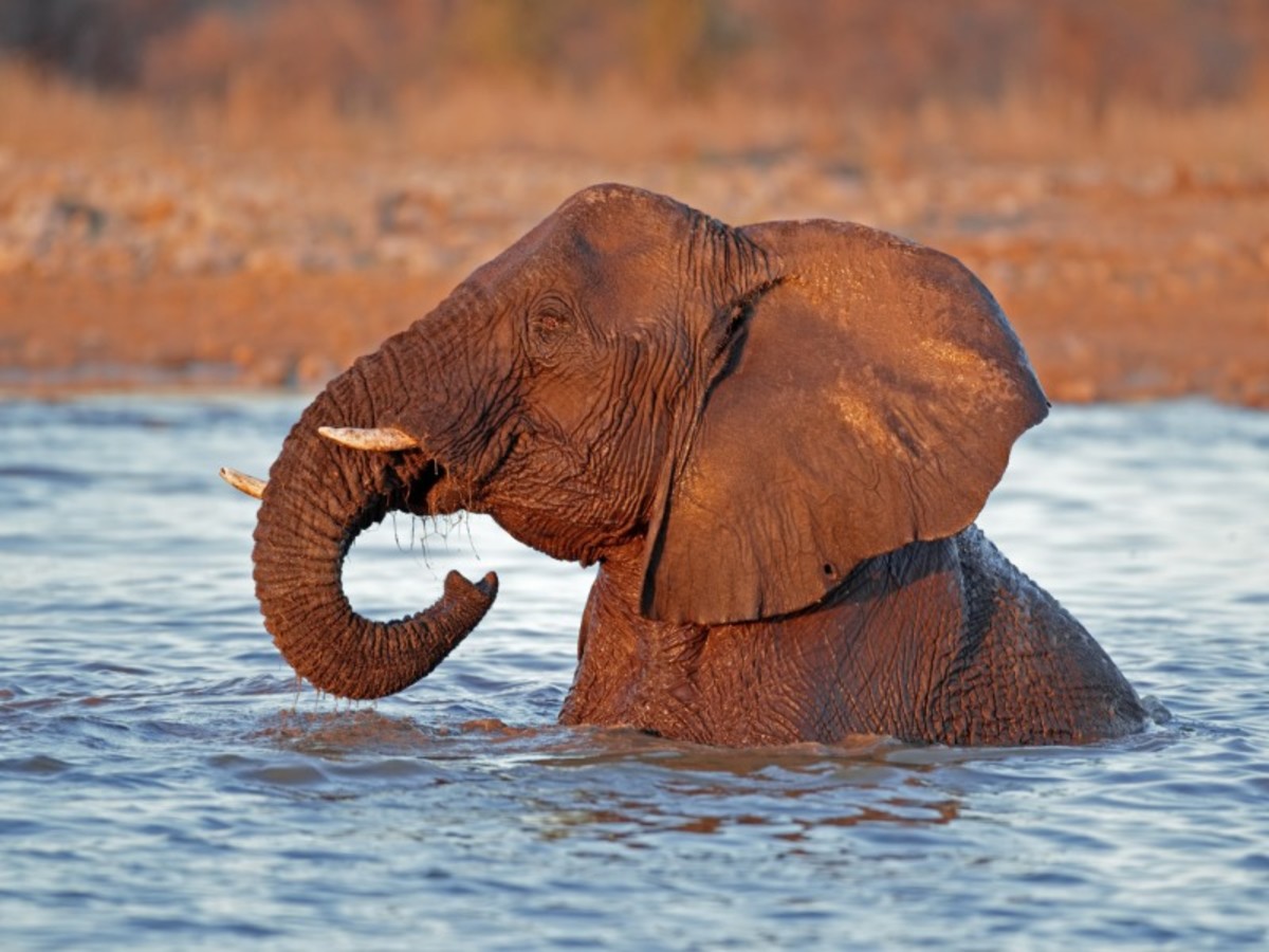 Rundu > Parc National D’etosha (530 Km) 0