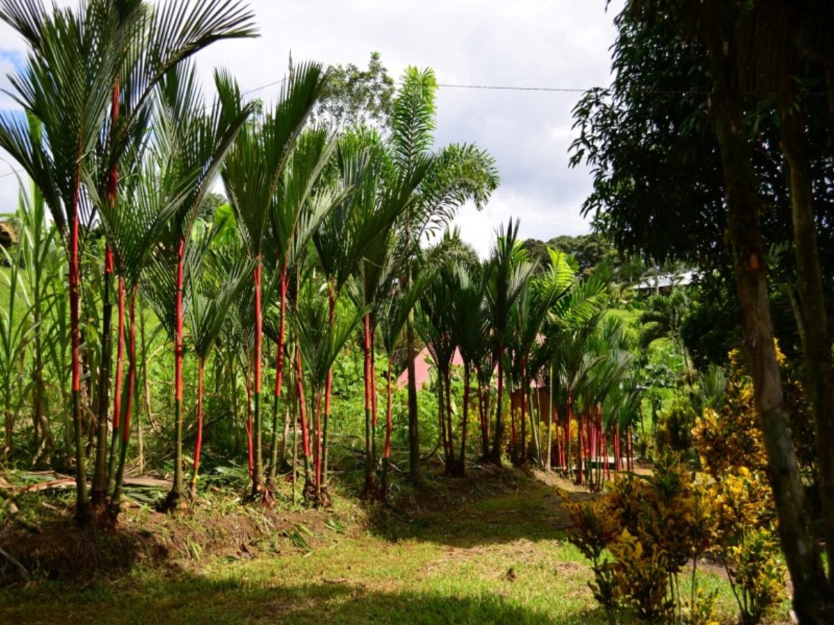 San José / Sarapiqui – La Jungle 0