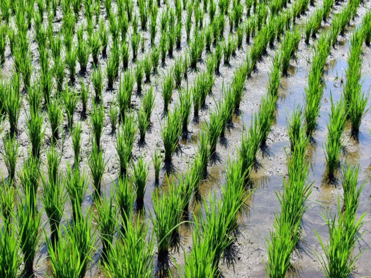 Tabanan – Jatiluwih – Bedugul – Lac Bratan – Munduk – Ubud (Env. 120 Km) 0