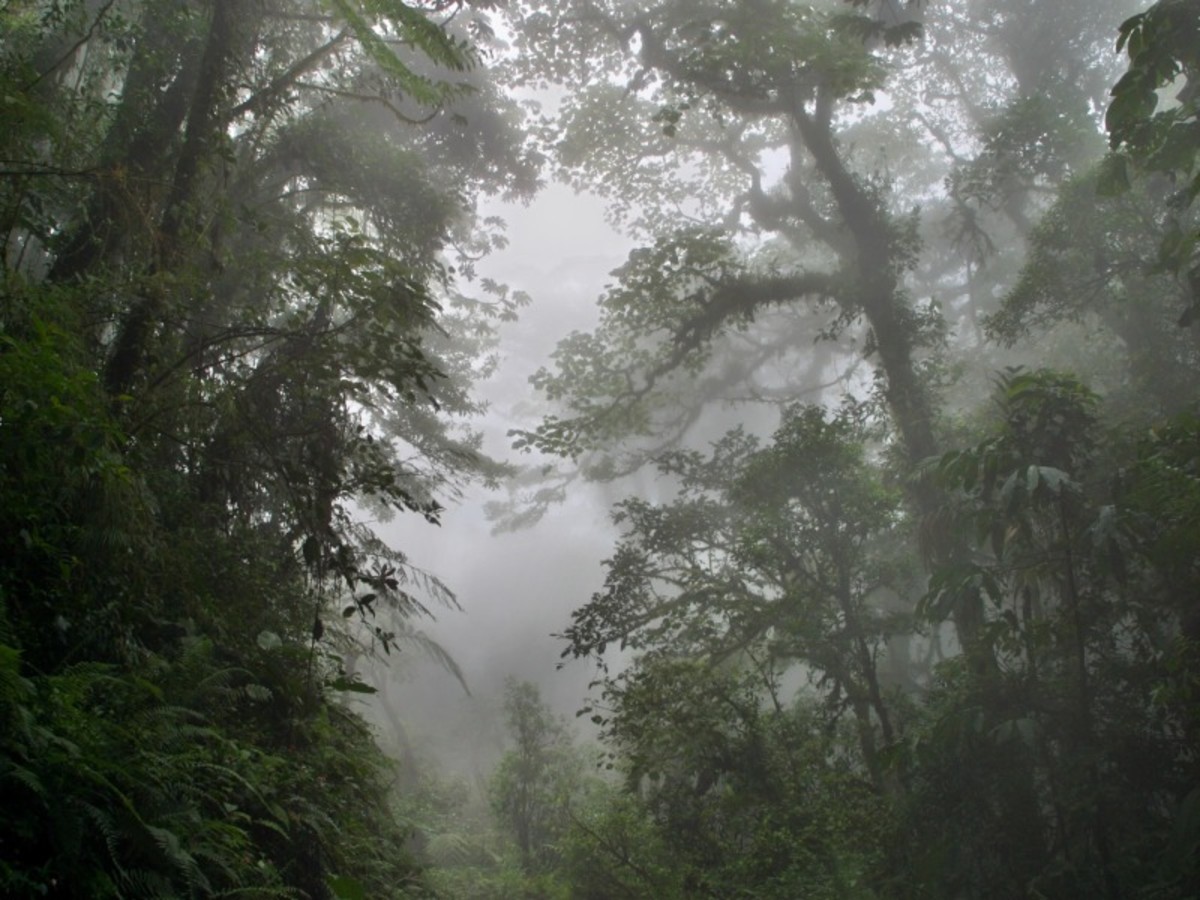 Monteverde – La Jungle De Jour Comme De Nuit 0