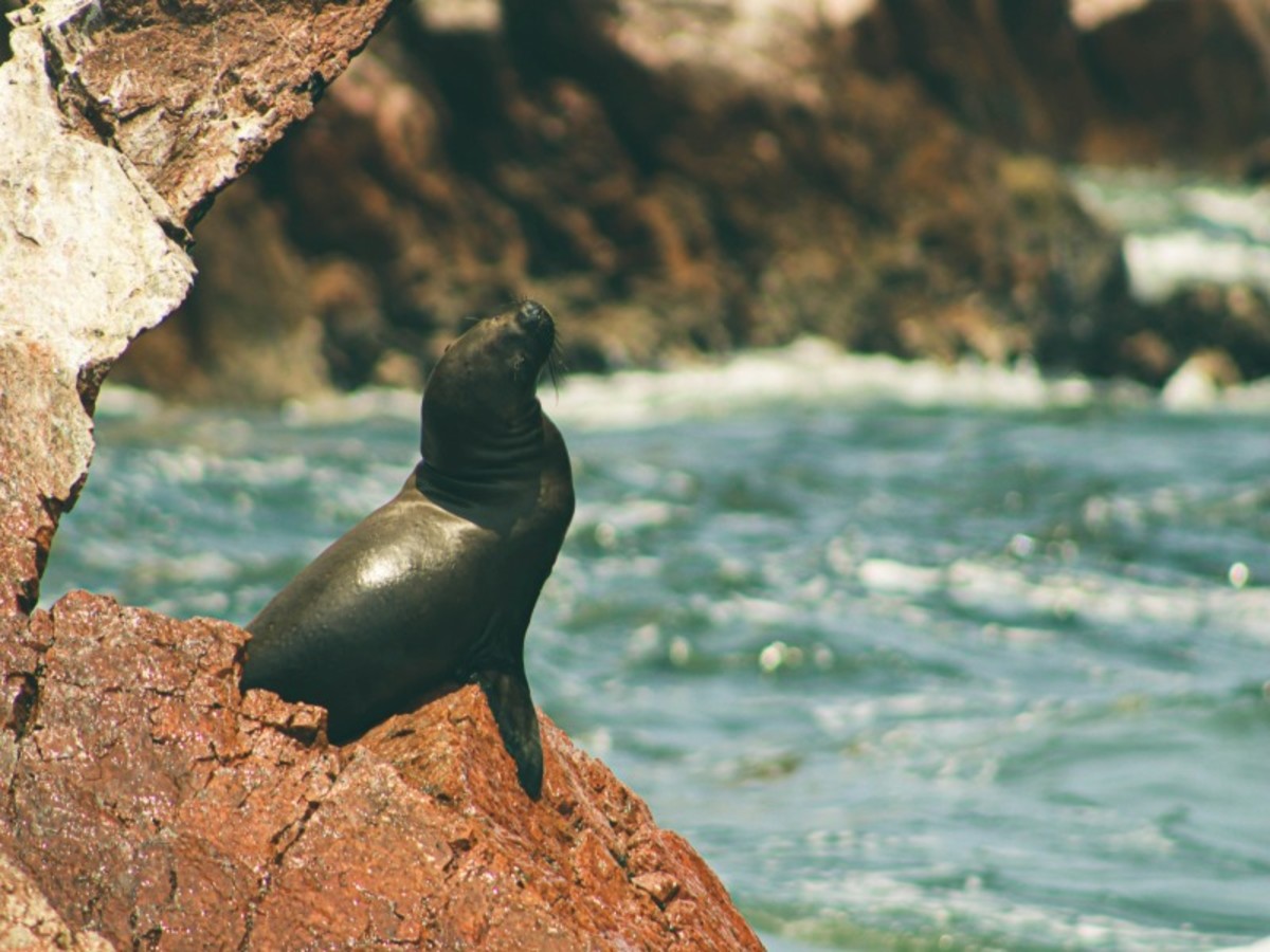 Samedi / Lima / Paracas / Ica / Nazca (480 Km Environ 7h30) 0