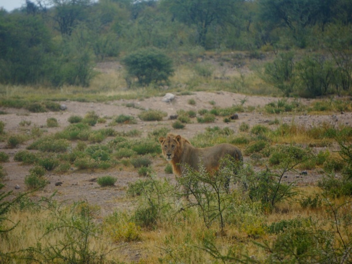 Parc National D’etosha (Région Centre Et Sud) (200 Km) 0