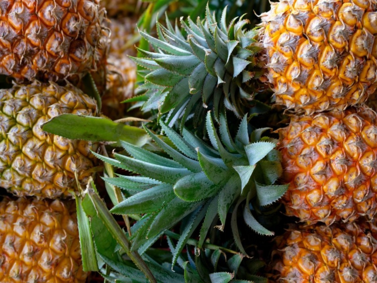 Lundi / Panama City / Capira / Panama City 0