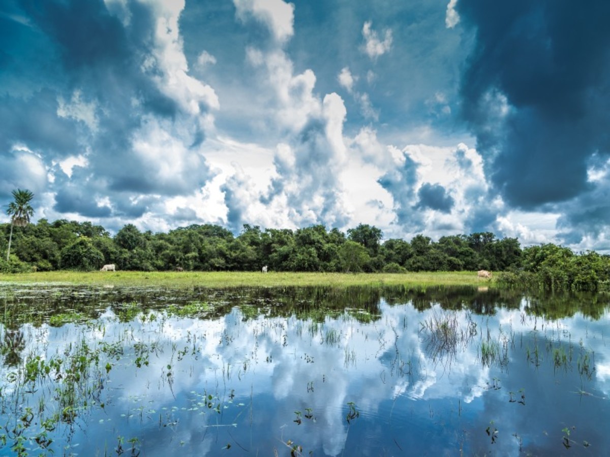 Pantanal 0