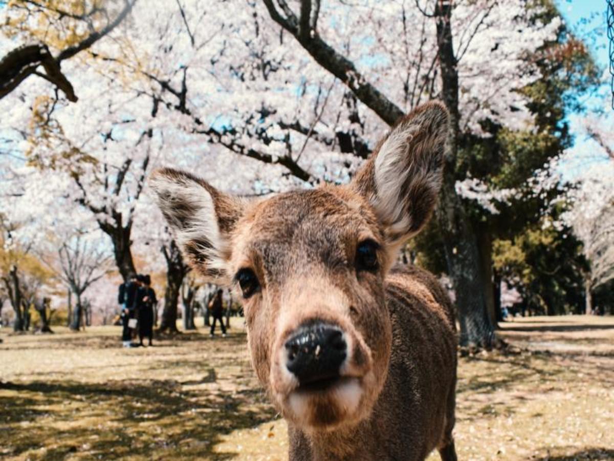 Kyoto > Nara > Mont Koya (119 Km) 0