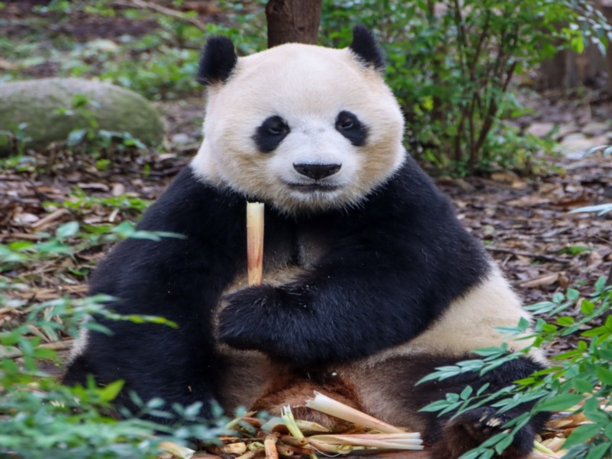 Chengdu 0