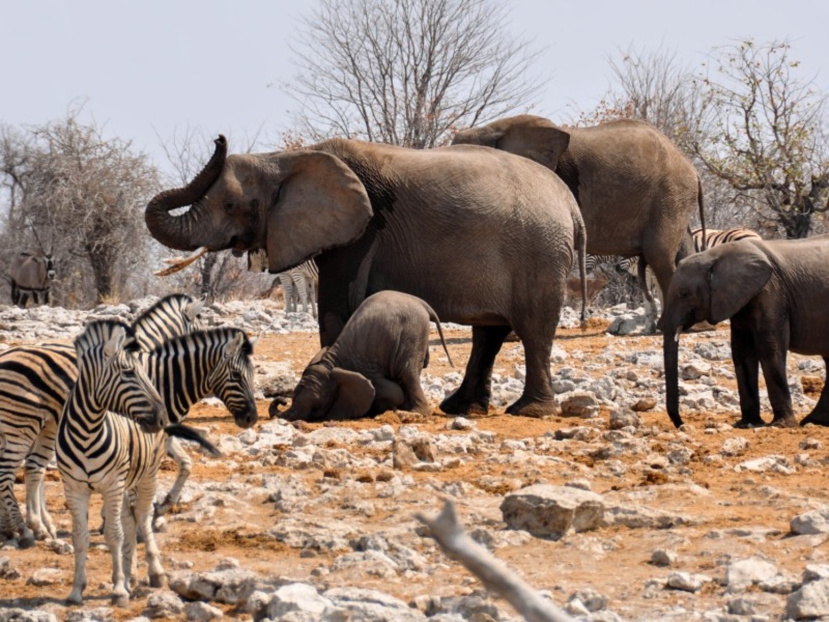 Etosha (180 Km) 0