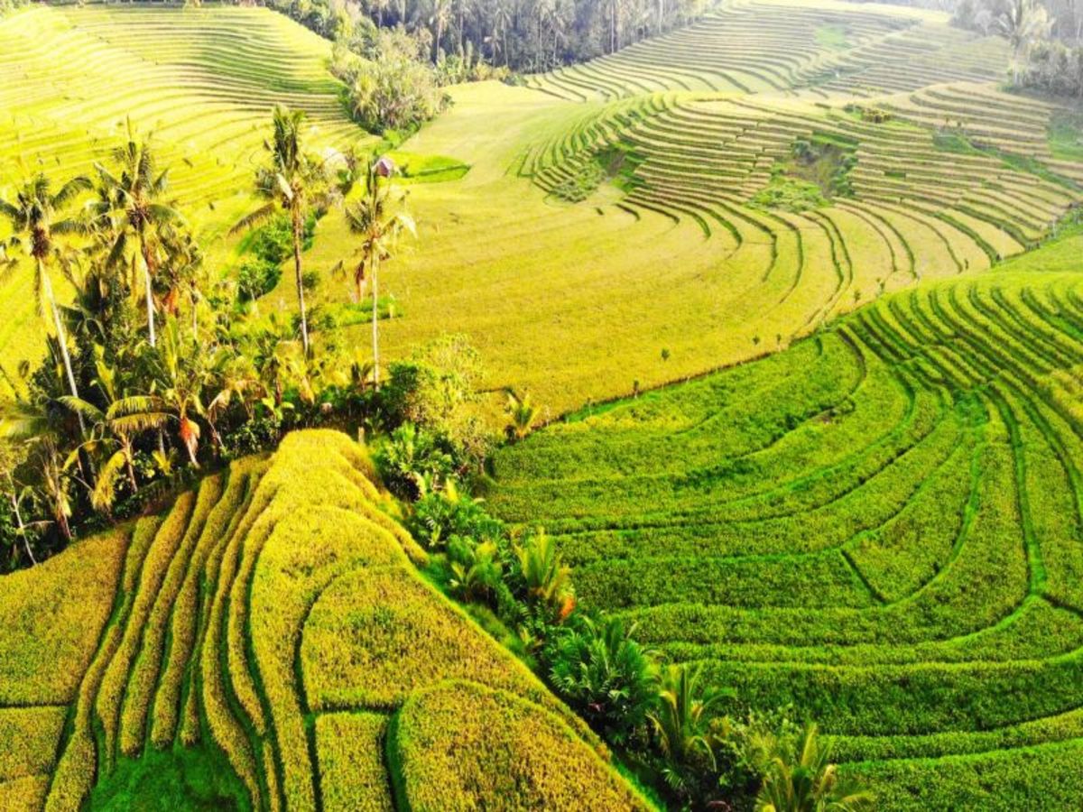 Ubud 0