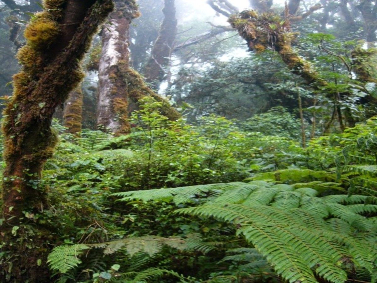 Monteverde – La Jungle De Jour Comme De Nuit 0
