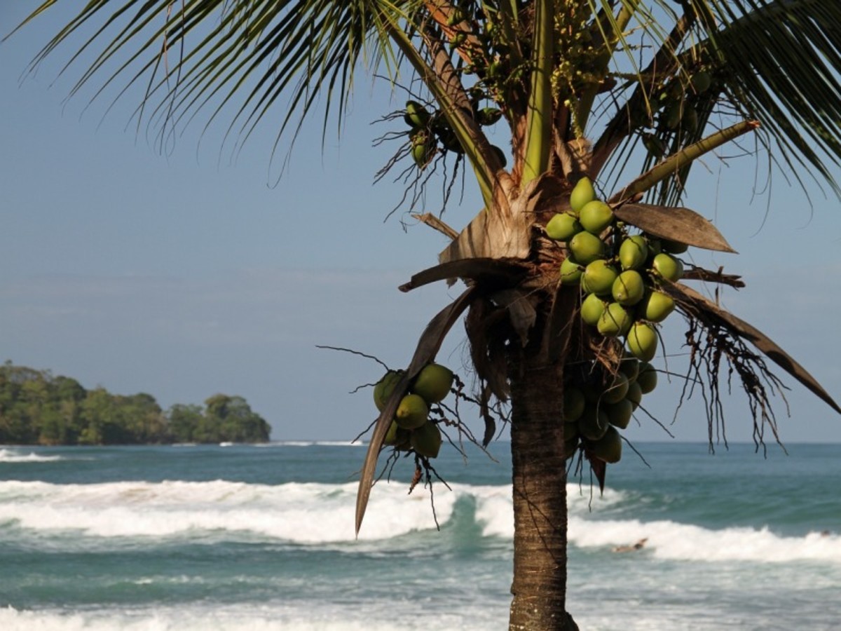 Jeudi / Bocas Del Toro 0