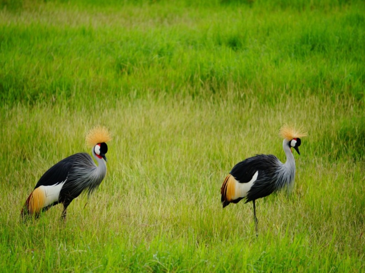 Nairobi > Parc National D’amboseli (120km) 0