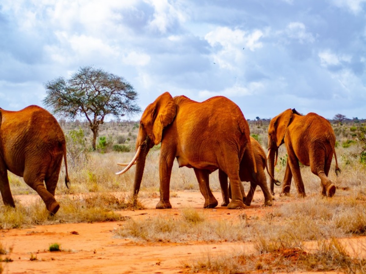 Parc De Tsavo > Nairobi > France 0
