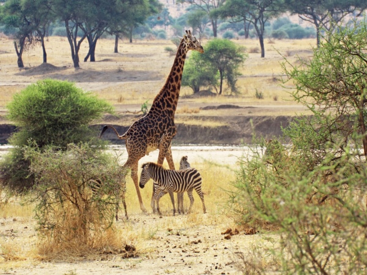 Karatu > Tarangire 0