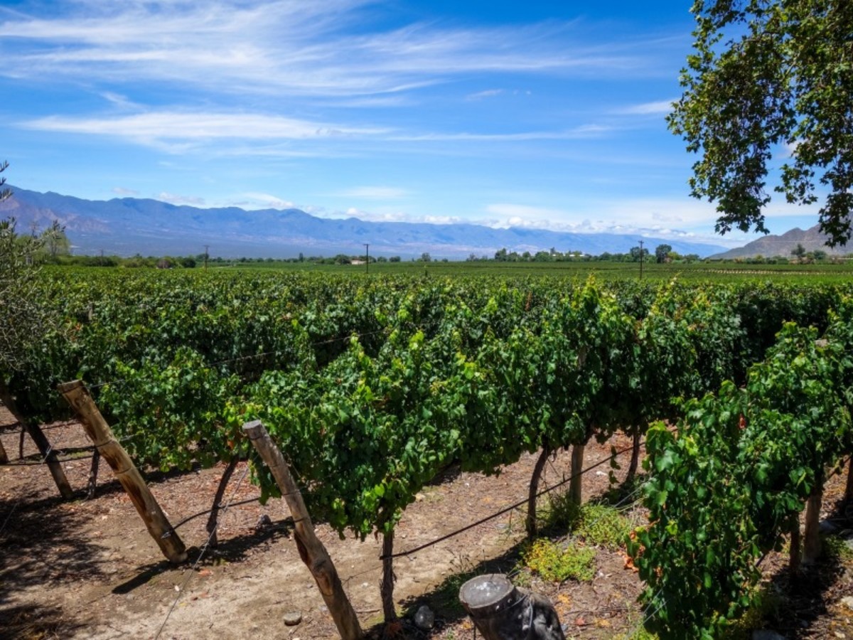 Salta / Cafayate / Salta 0