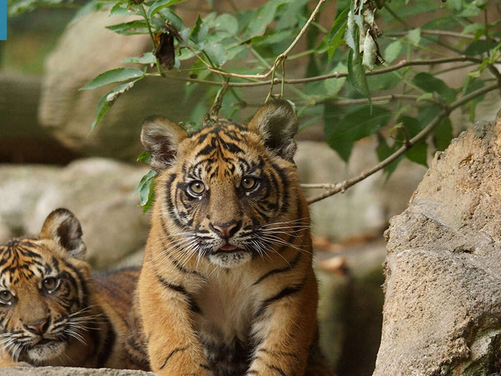 Week-end avec entrées au Parc Zoologique de Paris - 3*