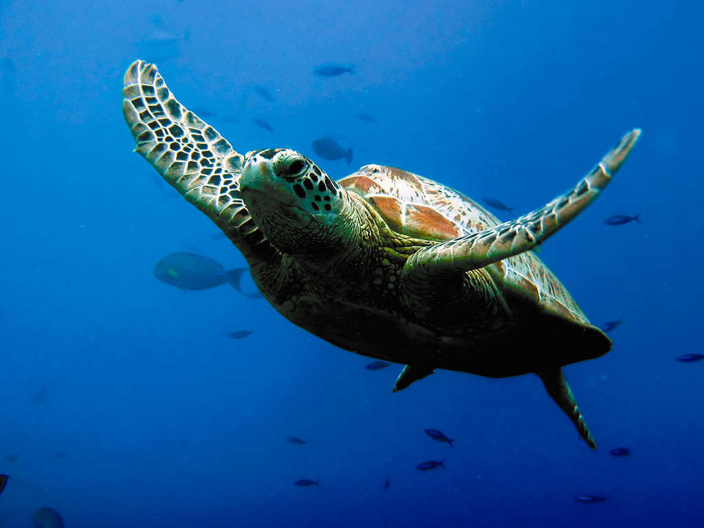 Escapade en hôtel 4★ en quadruple avec accès à l'Aquarium Sea Life - 4*