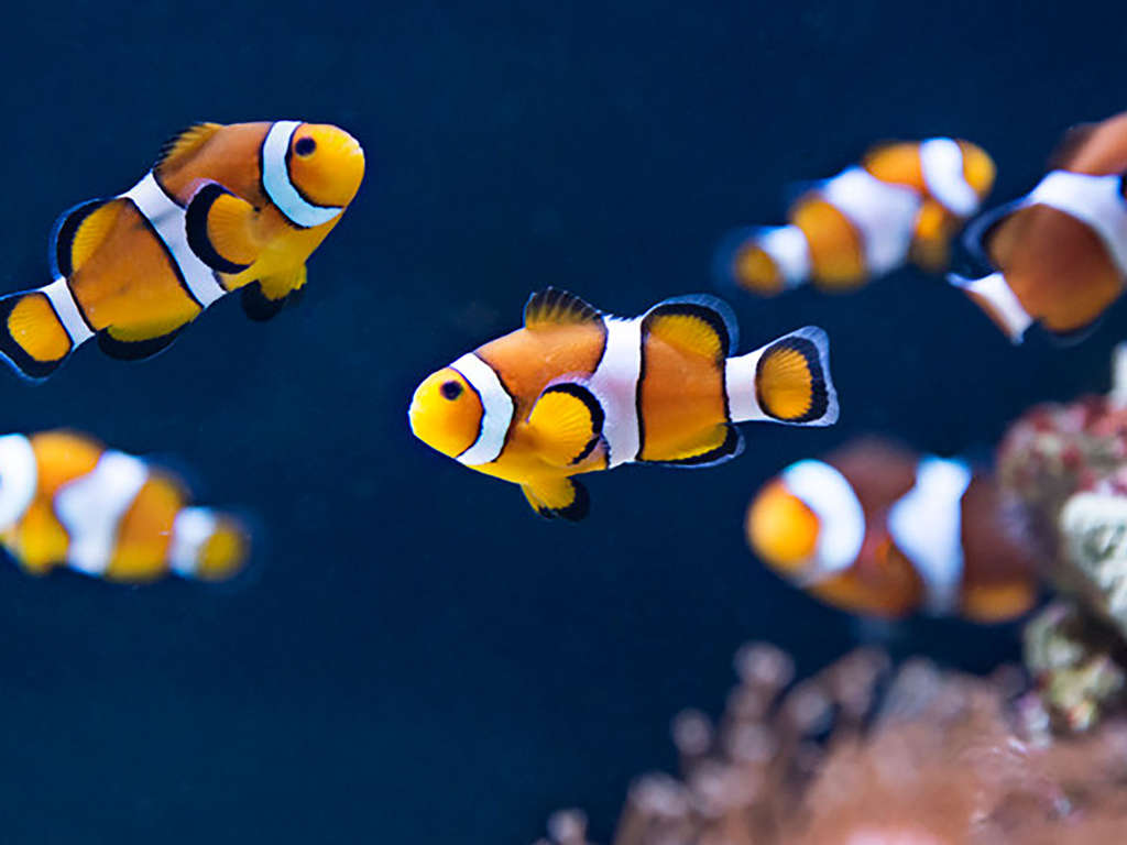 Vivez un séjour 4★ tout confort avec visite de l'Aquarium Sea Life - 4*