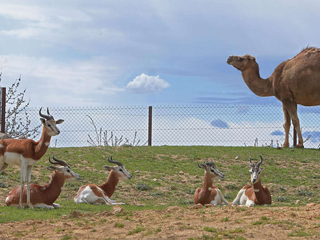 Découvrez la Drôme et le Safari Peaugres - 3*