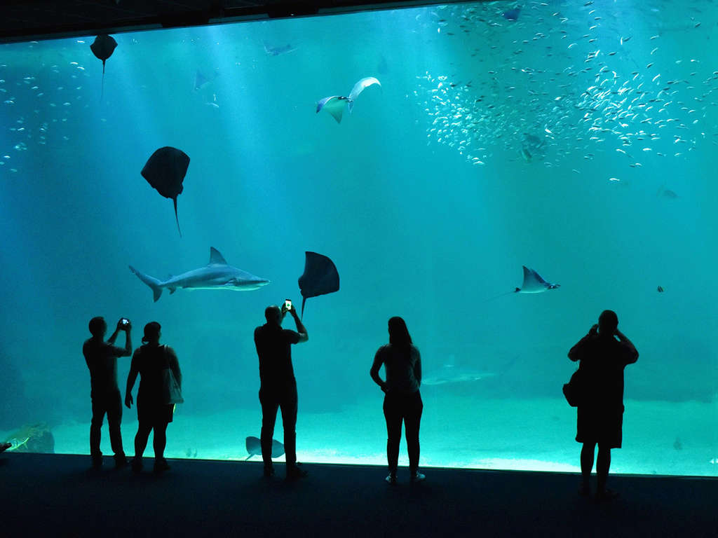 Escapade Océan en Famille - Détente, plongée & Entrée à l'Aquarium Nausicaá incluse
