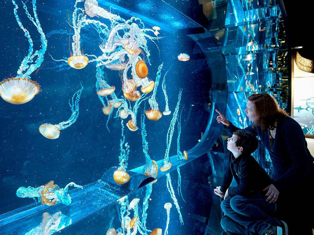 Séjour à Coquelles avec entrée à l'Aquarium Nausicaa inclus - 4*