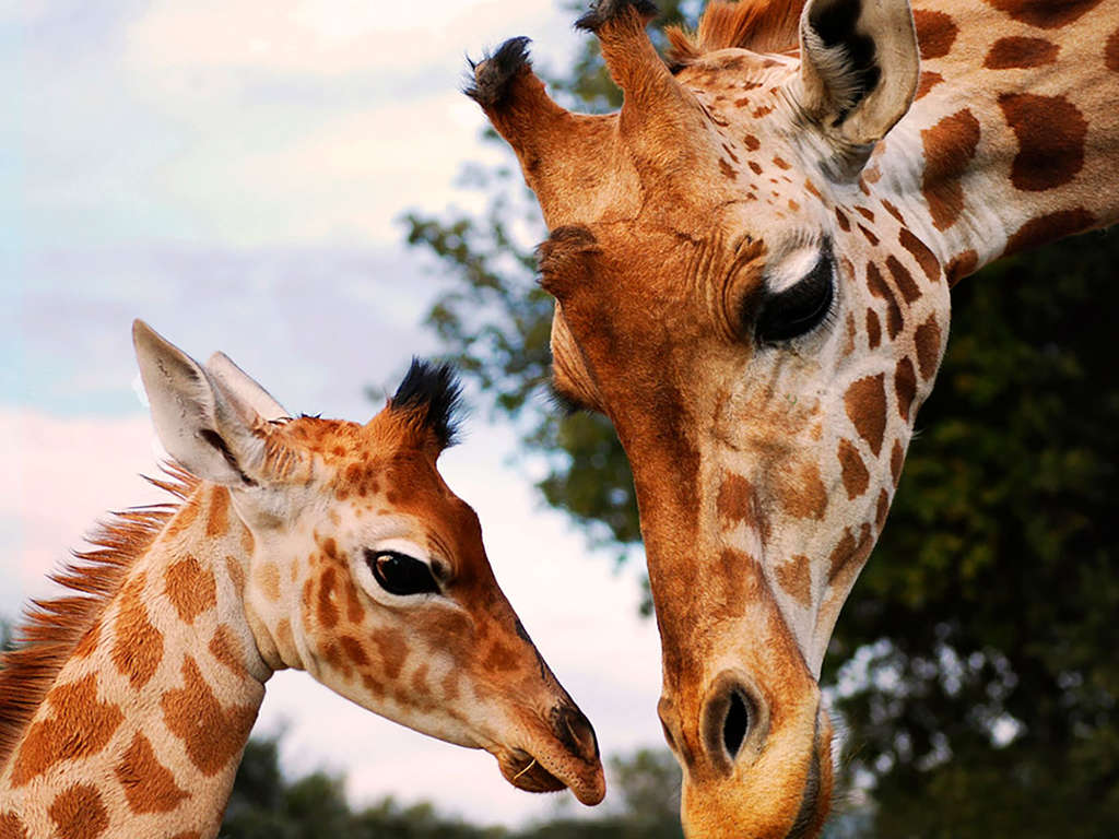 Week-end en famille à Aix avec entrée au zoo de la Barben - 4*