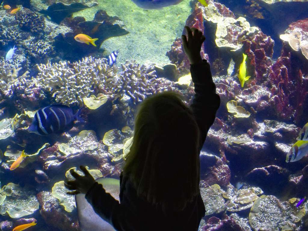 Séjour familial avec entrée à l'Aquarium Nausicaa - 4*