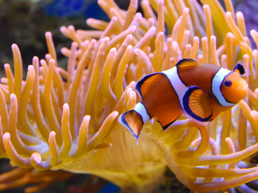 Détente en Bord de Mer & Évasion en Famille - Entrée à l'Aquarium Nausicaá incluse | 2 Adultes + - 4*