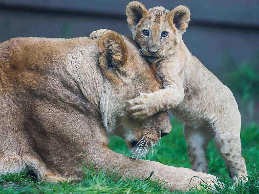 Week end découverte avec entrée au ZooSafari de Thoiry - 3*