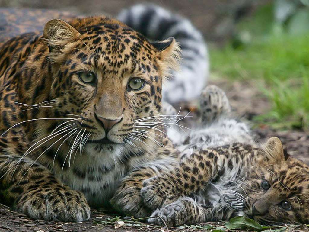 Séjour découverte du ZooSafari de Thoiry avec petit-déjeuner inclus - 4*