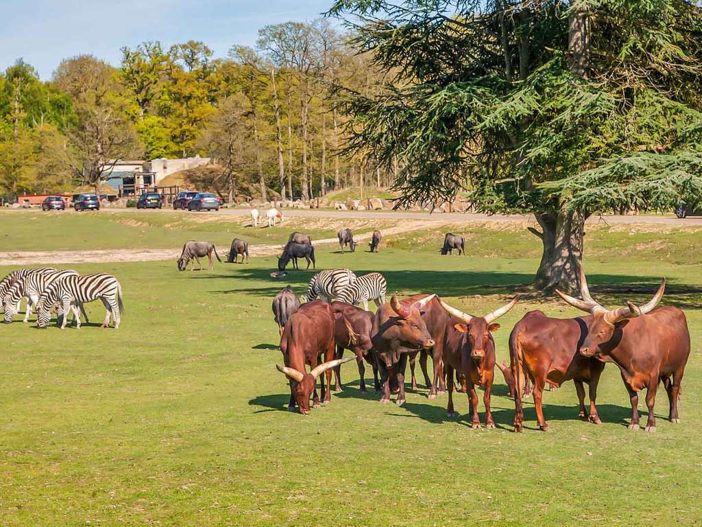 Week-end en famille avec immersion dans le Zoosafari de Thoiry - 4*