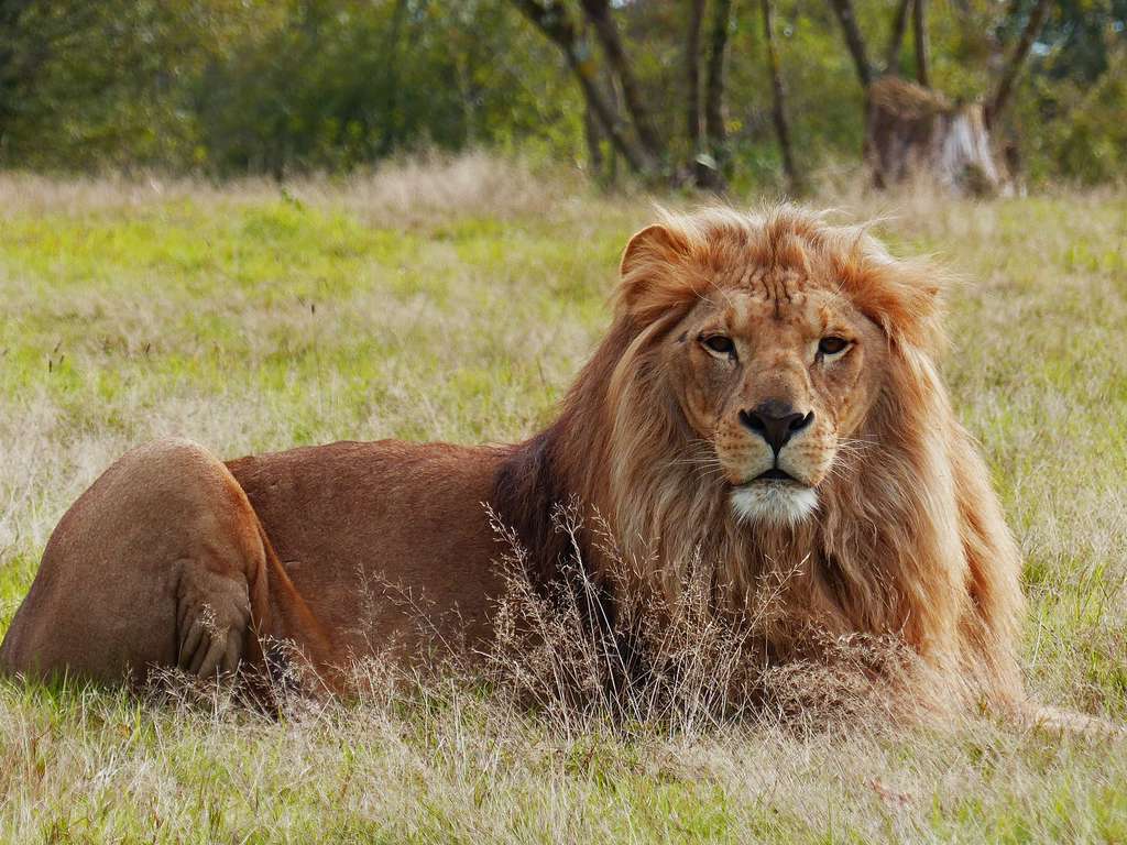 Week-end à Nantes en chambre quadruple avec safari à la Planète Sauvage - 4*