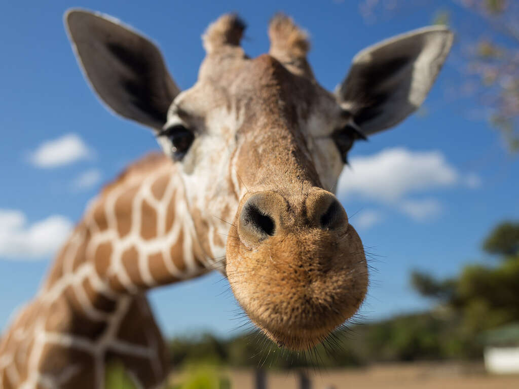 Séjour détente avec entrée au Zoo de Beauval à Tours (parc à 50 minutes) - 4*