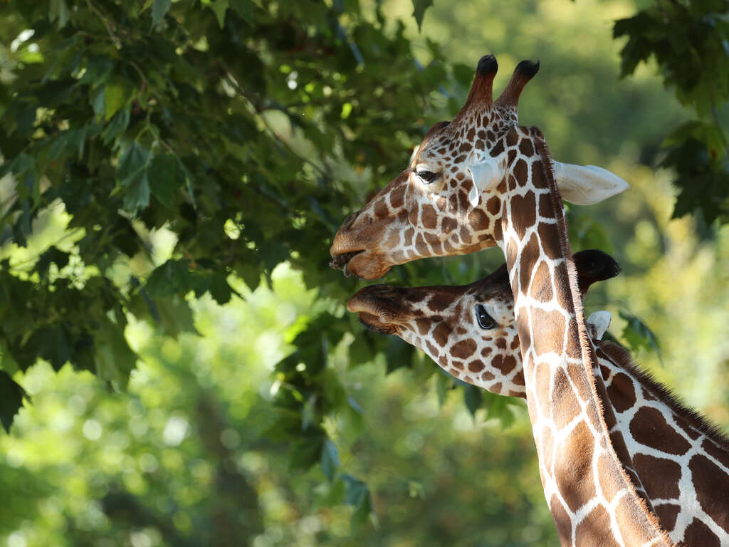 Séjour en studio avec entrées au Zoo de Beauval (parc à 55 minutes) - 2*