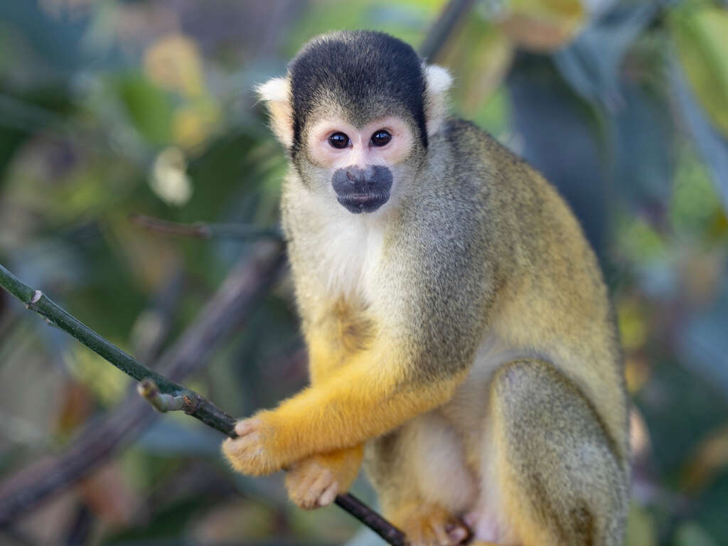 Escapade en famille avec entrée 2 jours au zoo de Beauval - 3*