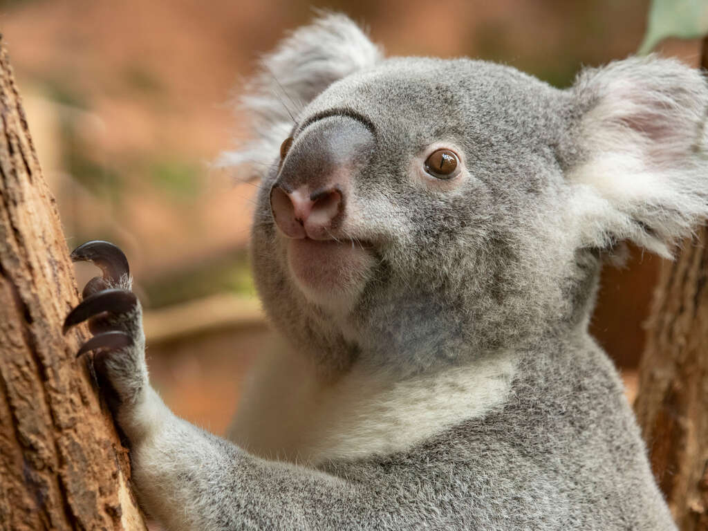 Séjour 4 étoiles dans le centre de Tours, avec les entrées 2 jours au Zoo de Beauval (à 1 heure) - 4*