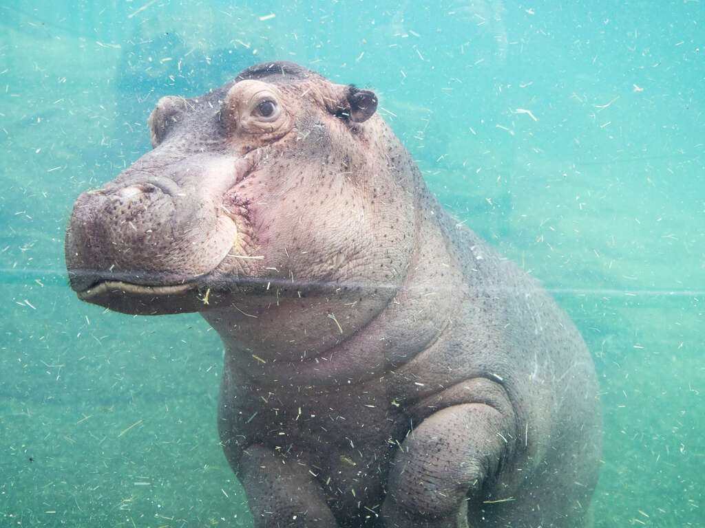 Séjour en studio avec entrées 2 jours au zoo de Beauval (à 1heure de voiture) - 3*
