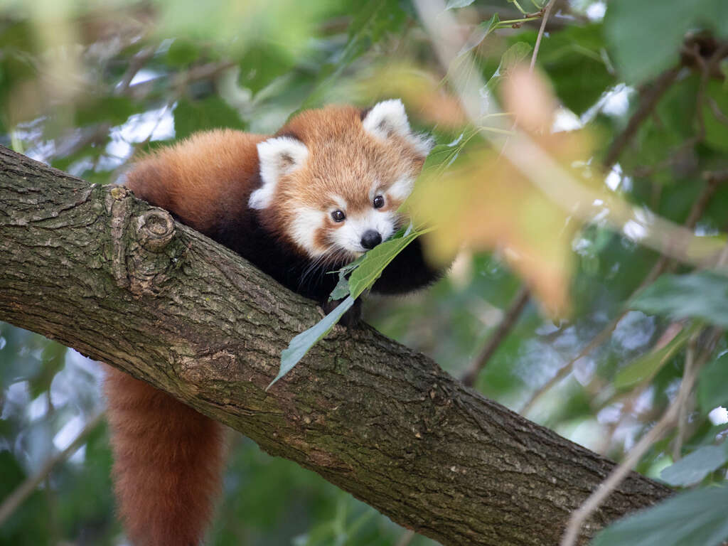 Week-end au vert avec entrée 2 jours au Zoo de Beauval (à 1 heure) - 3*