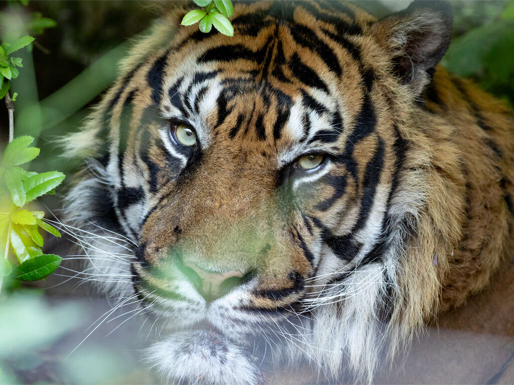 Partez en famille à Tours avec entrées au Zoo de Beauval (parc 1 heure de voiture) - 3*