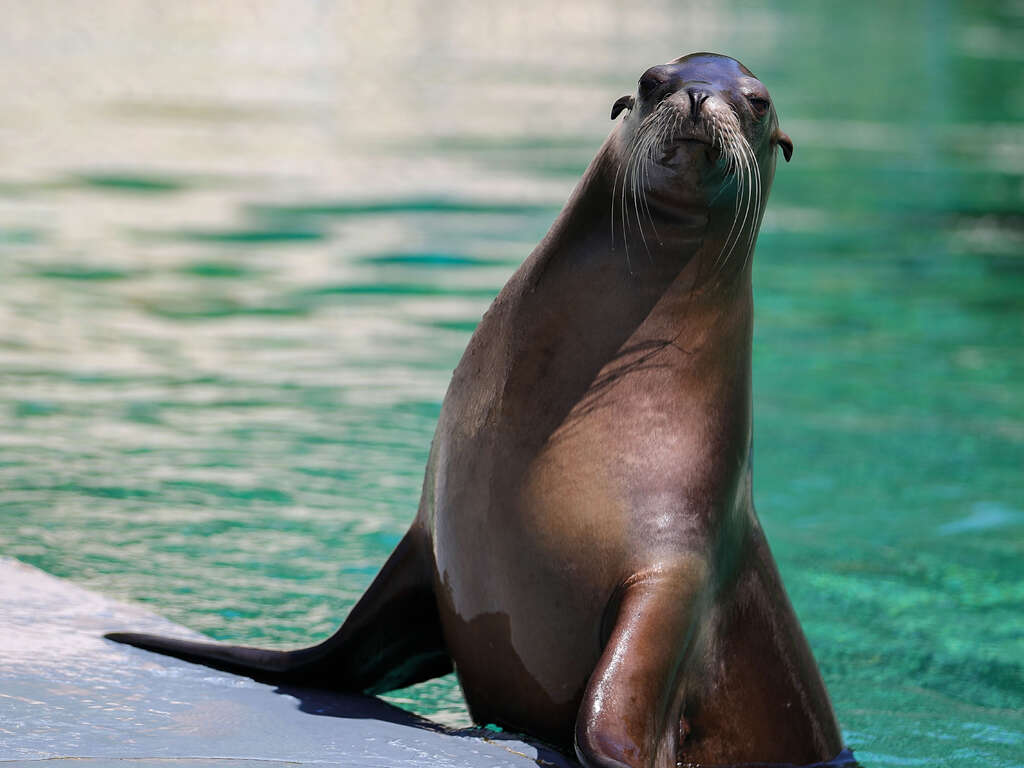 Escapade en Relais de Charme avec accès 2 jours au Zoo de Beauval (à 40 min) - 4*