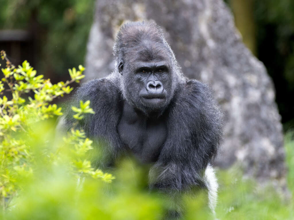 Séjour 4 étoiles dans le centre de Tours, avec les entrées au Zoo de Beauval (à 1 heure) - 4*